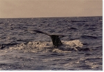 ANCIENT VOYAGE