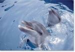 BOTTLENOSE DOLPHINS