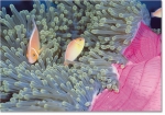 CLOWN FISH
