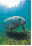 SEA COW