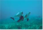 DOLPHIN WATERS