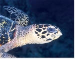 HAWKSBILL SEA TURTLE