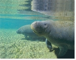 MANATEE WATERS