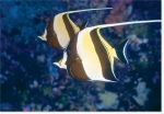 MOORISH IDOLS