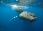 CLOSE ENCOUNTER