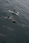 COMMON DOLPHIN SURFACE