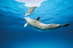 DOLPHIN REFLECTION - Color