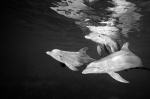 DOLPHIN REFLECTION - Black and White