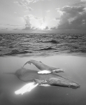 GENTLE GIANTS BELOW