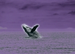 HUMPBACK RISING