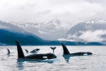 ORCAS NORTHERN WATERS