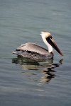 PELICAN REFLECTION