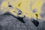 SEA LION COLORS