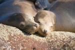 SEAL LOVE