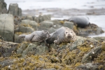 SEAL SANCTUARY