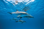 SPOTTED DOLPHIN TRIBE