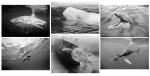 NATURE PHOTOGRAPHY NOTE CARDS SETS - WYNC-SET0810