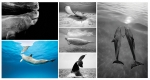 NATURE PHOTOGRAPHY NOTE CARDS SETS - WYNC-SET0811