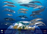 Poster, Whales of the World (19 X 26)