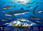 Poster, Sharks of the World (19 X 26)