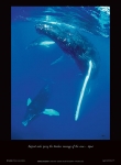 HUMPBACK ENCOUNTER