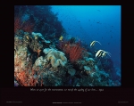 UNDERSEA GARDEN