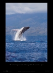 WHALE FLIGHT
