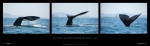 Pacific Gray Whales (38.5" X 12" Poster)